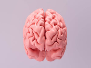 Conheça a fascinante complexidade do cérebro humano