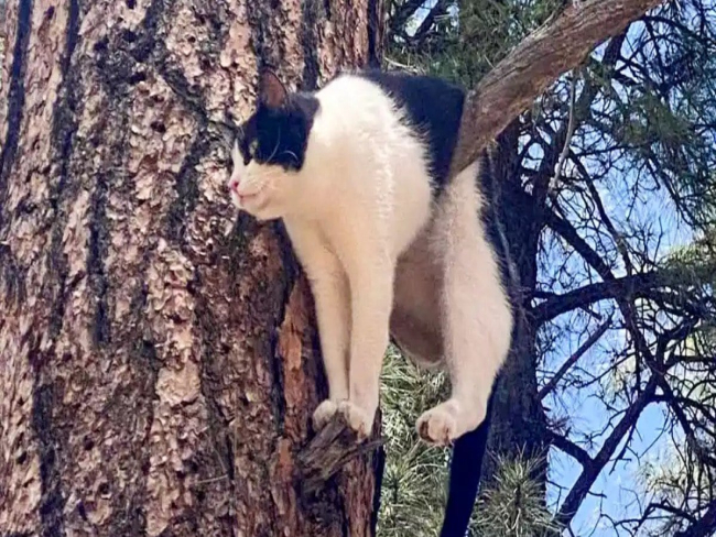 Gato fica preso em árvore em Parque no Grand Canyon:
