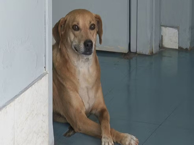 Cachorro espera por tutora no hospital onde ela morreu há 8 anos