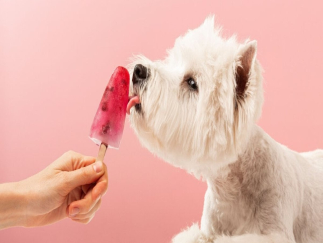 3 sorvetes caseiros para refrescar os animais no calor