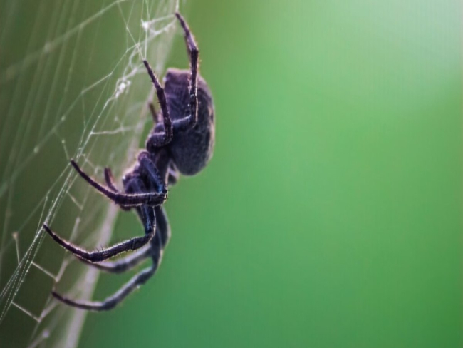 7 curiosidades surpreendentes sobre as aranhas