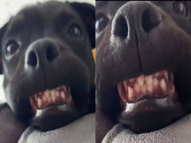 Cachorro viraliza ao sorrir e mostrar os dentes: