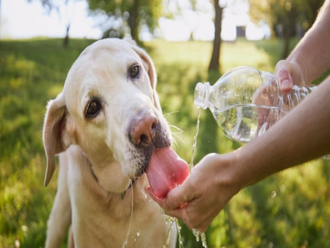 Calor? Especialista explica como manter a saúde do pet nos dias de altas temperaturas